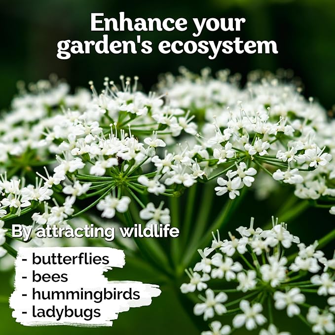 KVITER 1000 White Queen Anne's Lace Seeds (Ammi Majus) – Bishop Flower, Heirloom, Non GMO & Organic Wildflower, False Queen Annes Lace – Pollinator-Friendly Flower Seeds to Plant Outside in any Garden