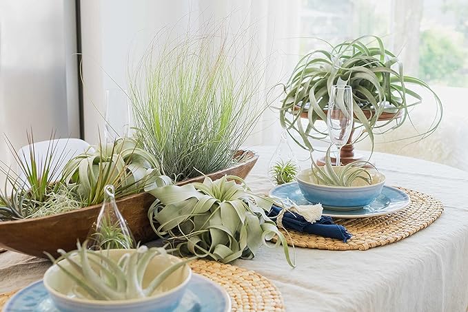 3 Pack Large Xerographica Air Plants 5 to 7 Inch Wide-Air Plants Live Tillandsia Succulent House Plants Holders-Available in Wholesale and Bulk-Home and Garden Decor-Easy Care Indoor Outdoor(