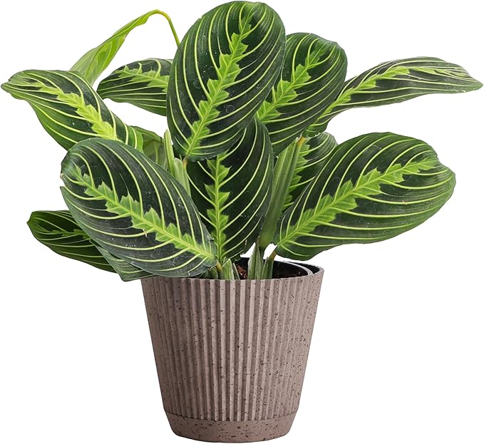 Thorsen's Greenhouse Lemon Lime Prayer Plant, Live Indoor Plant, Pet Friendly, Attractive Houseplant, Lemon Maranta, Natural Air Purifier, Easy to Grow, 4" Diameter Pot (Coffee)