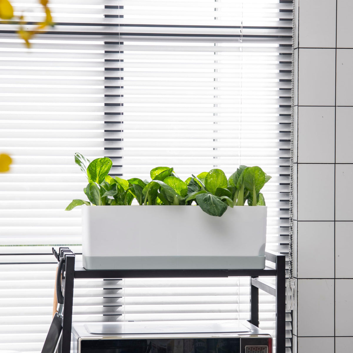 LaLaGreen Indoor Planter Boxes for Plant (7 Pack) Window Flower Box Planter