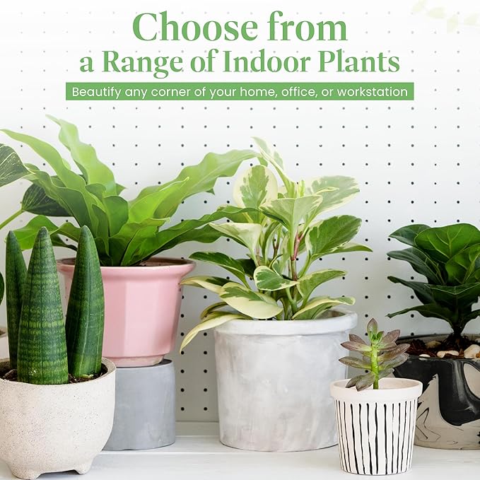 American Plant Exchange Live Areca Palm – 6-Inch Pot – Tropical Houseplant with Feathery Green Fronds, Pet-Friendly Easy Care Indoor Plant for Homes, Offices, Apartments & Decorative Spaces