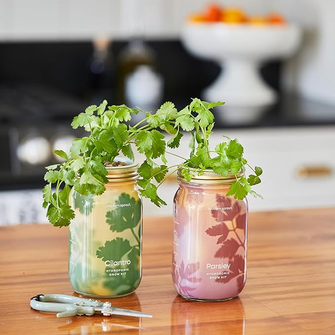 Modern Sprout New & Improved Mason Jar Grow Set 6pk, Indoor Herb Garden, Seed Starter Set, Organic Seeds, Hydroponic Growing (Basil + Mint + Parsley + Cilantro + Rosemary+ Lavender)