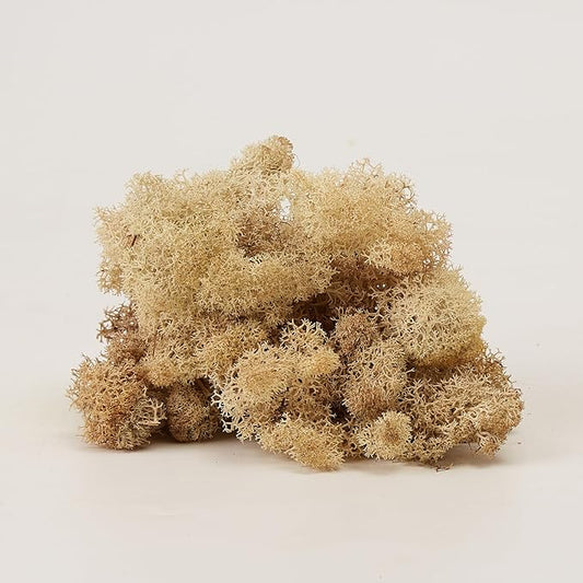 prefleur Preserved Reindeer Moss Natural Green DIY Kit Gardenning Art Wall Decor Florist Decor Easter Table Decor Wedding