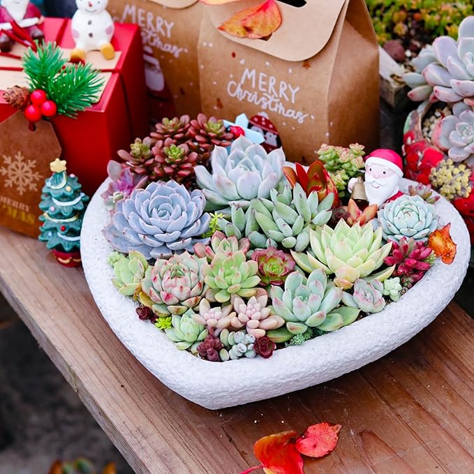 Sprout N Green 10 Assorted Succulents with Root, 10 Different Varieties Live Plants Collection, Without Plant Pot, Great for Gardener Beginner, DIY Projects, Wedding Party Favor