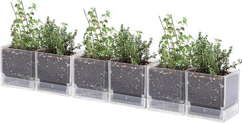 D'vine Dev 4 Inch Herb Planter Pot, Plastic Planter with Drainage Holes and Saucer, Modern Decorative Gardening Pot for Indoor Plants, Flowers, Herbs, Succulents, Clear, Set of 6, 76-Y-D-6