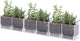 D'vine Dev 4 Inch Herb Planter Pot, Plastic Planter with Drainage Holes and Saucer, Modern Decorative Gardening Pot for Indoor Plants, Flowers, Herbs, Succulents, Clear, Set of 6, 76-Y-D-6
