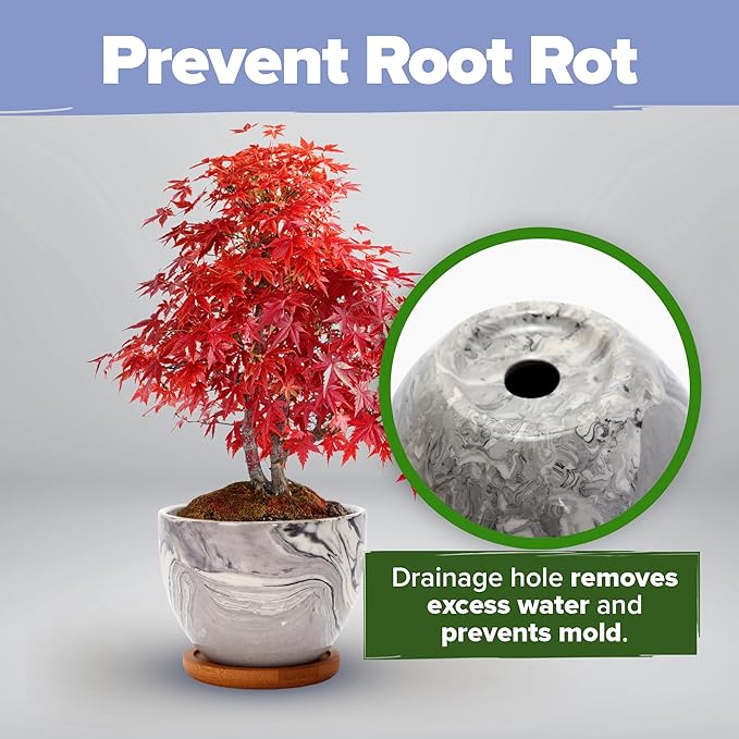 HOME GROWN Bonsai Tree Kit – Premium Ceramic Starter Set with 4 Bonsai Varieties – Easy Indoor Gardening Gift for Men & Women – Unique Plant Kit for Beginners & Nature Lovers