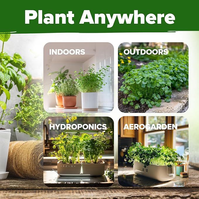 HOME GROWN Cilantro Seeds 250 Calypso & 250 Santo Cilantro for Planting Indoors, Hydroponics or Aerogarden - Heirloom, Non-GMO, Santo Plant, for Your Indoor Herb Garden (Coriandrum sativum)