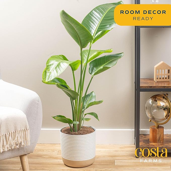 Costa Farms White Bird of Paradise Plant (2-Pack), Live Indoor Plants Houseplants in Indoors Planter Pots, Soil, Housewarming Gift, Living Room, Office, and Home Decor, 2-3 Feet Tall