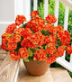 Fake Geraniums Artificial Flowers for Outdoors Fall Autumn Decoration, 6 Bundles Silk Geraniums UV Resistant Look Real Orange Faux Flowers Plants for Front Door Garden Planter Patio Balcony Yard Home