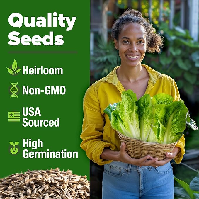 HOME GROWN Romaine Lettuce Seeds, Paris Island Bulk Pack, 7000+ Lettuce Seeds for Planting, High Germination Heirloom Vegetable Seeds,Works Indoor in Hydroponic Garden and Outdoor