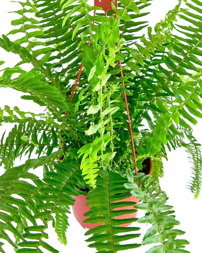 Shop Succulents Queen Fern Plant, Hanging Live Indoor Plant, Easy Care Hanging Trailing Houseplant in Nursery Pot, Air Purifying Plant in Soil, Housewarming, Home Décor, Trails 2-3 Feet