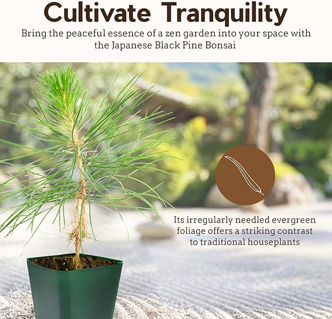 Generic Mini Bonsai Tree Japanese Black Pine Starter Plant Pinus Thunbergii Live Tree Japanese Pine Zen Garden House Plant Indoor Tree Outdoor Plant, green