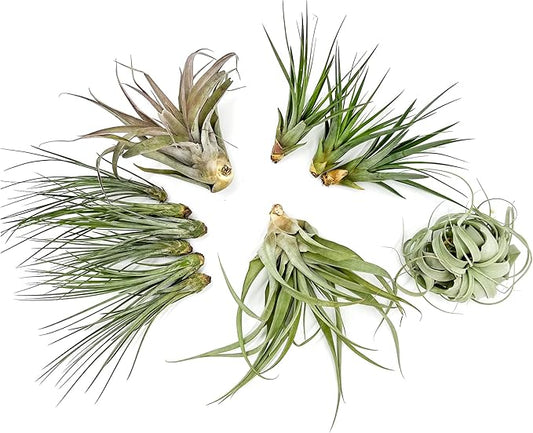 ragnaroc Holiday Hosting Gift Box Jumbo - 12ct - Tillandsia Air Plant Set - Live Arrival Guaranteed - House Plants for Home Decor & Gift