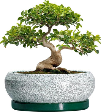 EPFamily Bonsai Pots 13 Inch - Shallow Ceramic Planter with Drainage Hole and Saucer, Round Succulent Pots for Indoor Outdoor, Large Succulent Planter, Apartment Decor, Gardening Gifts, Green