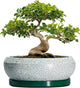 EPFamily Bonsai Pots 13 Inch - Shallow Ceramic Planter with Drainage Hole and Saucer, Round Succulent Pots for Indoor Outdoor, Large Succulent Planter, Apartment Decor, Gardening Gifts, Green