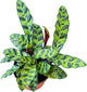 Rattlesnake Calathea Plant in 4" Pot - Live Rattlesnake Plant - Pet Safe Air Purifying Indoor Outdoor House Plants Flowers for Home Office Wedding Decor & Birthday Gift (Large)(Heat Pack Included)