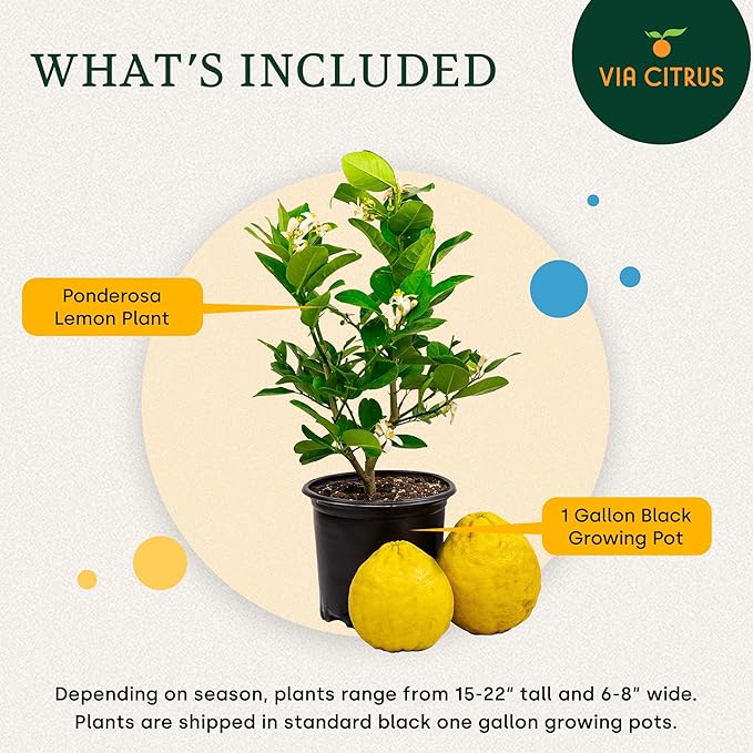 Ponderosa Lemon Patio Fruit Trees Live Plants 13" - 22" Tall Dwarf Fruit Trees Live Plants Outdoor, Small Lemon Tree Cannot Ship: CA,AZ,TX,LA - Real Indoor Tree, Citrus Pot for Planting by Via Citrus
