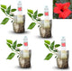 Red Hibiscus. rosa-sinensis. Live Plant - Tropical Blooming Hibiscus, Pretty Flowers, Used in Tea and Juice (4 red Hibiscus sacs)