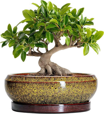 EPFamily Bonsai Pots Ceramic - 10 Inch Succulent Planters Indoor Outdoor, Shallow Planter with Drainage Hole and Saucer, Round Planter Bowl, Succulent Pots, House Decor, Gifts for Plant Lover, Yellow