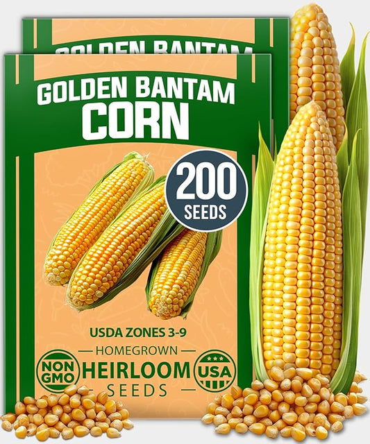 HOME GROWN Golden Bantam Corn 2 Pack – 200 Heirloom Vegetable Seeds – Grow Sweet Corn Outdoors – Easy for Beginners & Great for Home Gardeners –High Germination (Zea mays)
