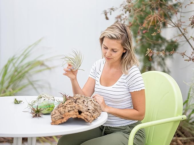 Small Natural Cork Bark DIY Kit with Three Assorted Air Plants, Glue and Hook- Live Tillandsia Succulent House Plant - Wholesale and Bulk- Home and Garden Decor-Easy Care Indoor and Outdoor Plants