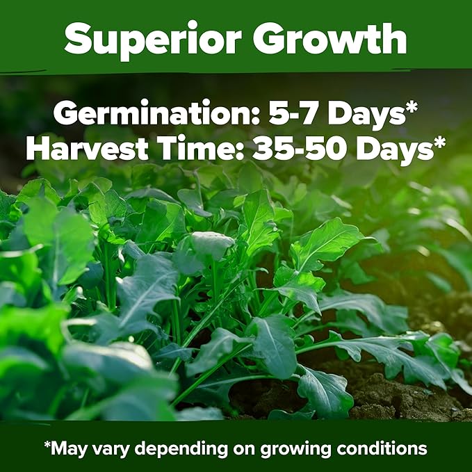 HOME GROWN Arugula Seed 2 Pack – 4350 Vegetable Seeds – Non GMO Ideal Seeds for Hydroponic Garden Indoor – Premium and Heirloom Arugula Seeds for Planting (Eruca vesicaria)