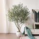 VeriNatural Olive Trees Artificial Indoor, 8FT Tall Faux Olive Tree with Round White Planter, UV Resistant Outdoor Large Fake Olive Plants for Modern Home Decor Living Room Office
