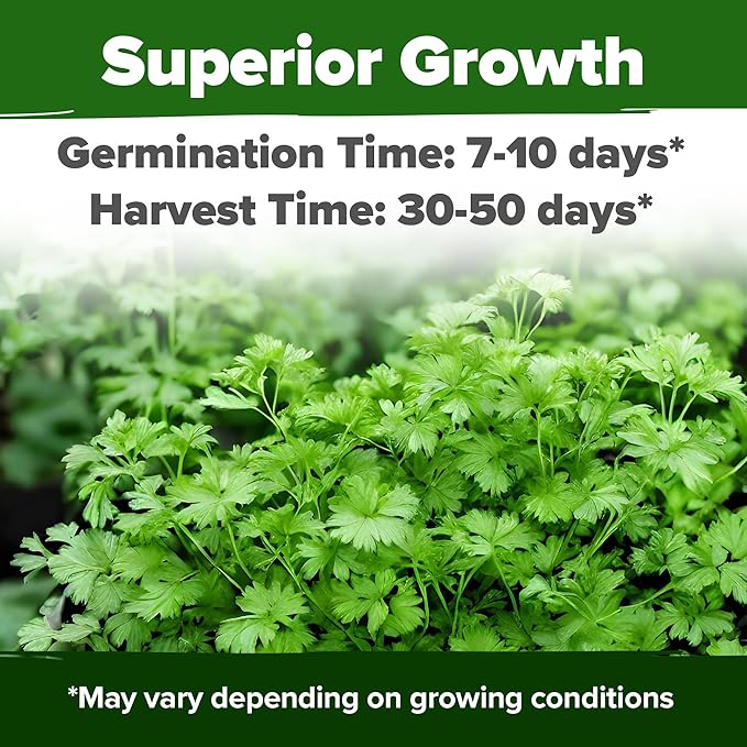 HOME GROWN Non GMO 500+ Cilantro Seeds for Planting Indoors or Outdoors - Heirloom Coriander Seeds, Grow Your Own Cilantro Plant - Culinary Herb Seeds for Your Herb Garden
