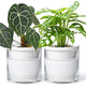 D'vine Dev 6 Inch Design Self Watering Planter for Indoor Plants, White Terracotta Pots with Cylinder Glass Cup, Set of 2, 37-Y-B-2