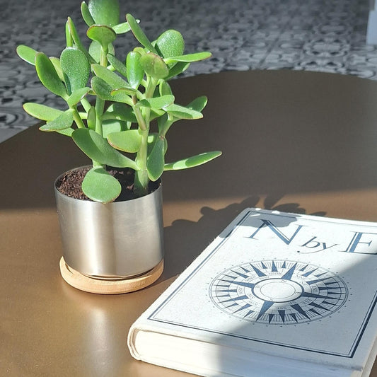 304 Mini Accent Planter (2 Pack) - Pots for Succulents, Cactus, and Small Plants - 3.25 inch diameter Includes bottom watering and saucer. Indoor or Outdoor. Corrosion Resistant.
