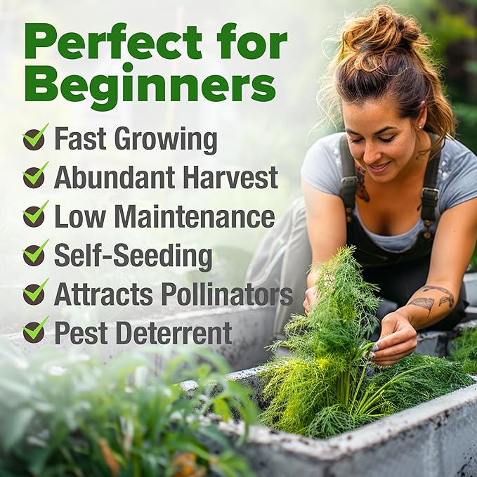HOME GROWN Non GMO Dill Seeds for Planting 1,014 Bouquet Dill Seeds and Heirloom Herb Seeds for Planting Outdoors, Grow Your Fragrant Dill Herb Garden (Anethum graveolens)