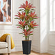 Roselywed Artificial Red Dracaena Tree 6FT with 114 Leaves & 7 Heads & Black Tall Planter Cover with Coconut Fiber Tall Faux Tropical Silk Bicolor Plant 72 Inch for Indoor Home Office Porch Mall Decor