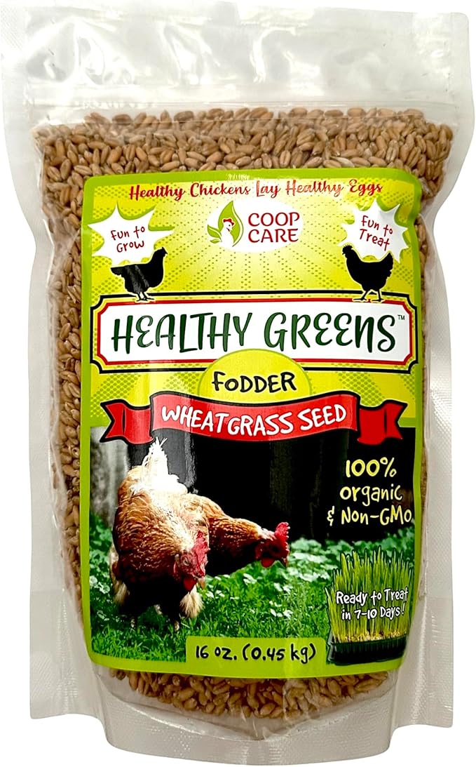 Healthy Greens Wheatgrass Scratch Feed & Fodder Seed, 1lb Bag. Premium Wheat Berries, Non-GMO Wheatgrass for Backyard Chickens, Plant Indoors/Outdoors. Also Ideal for Cats, Dogs w/Chick Fresh (5 Bags)