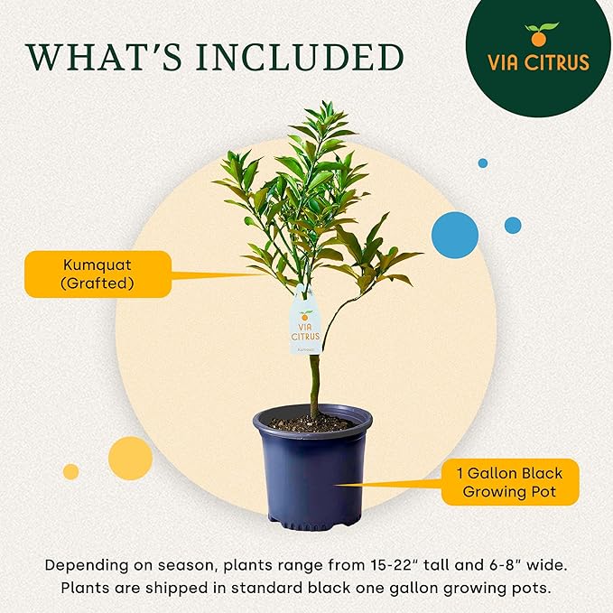 Grafted Kumquat Live Tree Plants Outdoor Plant 13"- 22" Tall Sweet Kumquat Fruiting Tree Cannot Ship: CA, AZ, TX, LA, Dwarf Fruit Trees, Indoor Fruit Trees Live Plants, Kumquats Plant by Via Citrus