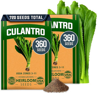 HOME GROWN Culantro Seeds - 720+ Heirloom Herb Seeds for Planting, Slow-Bolting, Flavorful Cilantro Alternative, Great for Outdoor Herb Gardens (Eryngium foetidum)