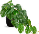 DILATATA Fake Plants Indoor 8 Inch Artificial Monstera Plant in Black Plastic Pot - Faux Potted Tropical Palm Plant for Home Aesthetic Decor Living Room Shelf Office