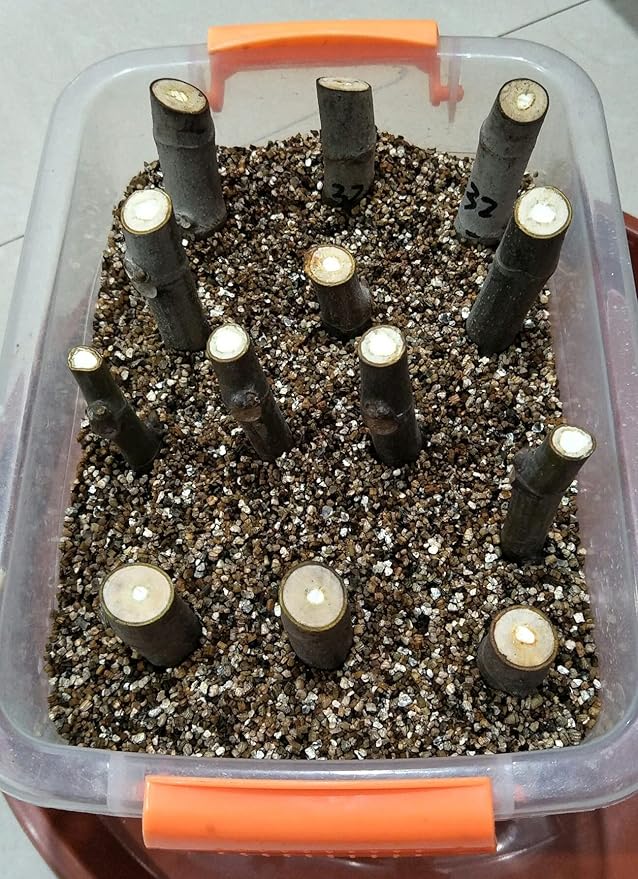 20QT Organic Vermiculite Granules for Plants and Gardening
