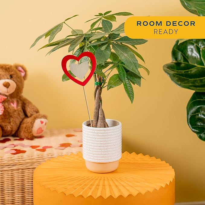 Costa Farms Money Tree Live Plant in Decorative Pot, Easy to Maintain, Air Purifying Braided Indoor Houseplant, Home, Room, or Office Decor, House Warming or Birthday Gift, 12-16 Inches Tall