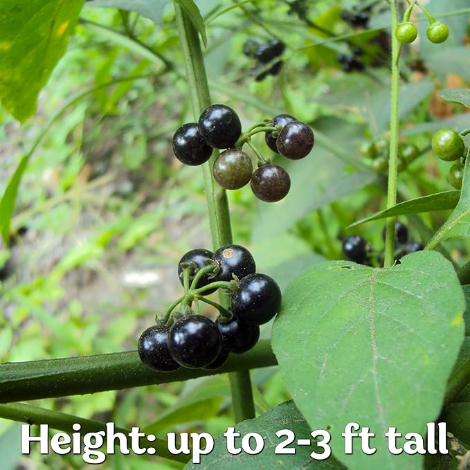 KVITER 50 Black Nightshade Hierba Mora Seeds (Solanum Nigrum) - Nightshade Seed, Heirloom Seed Non GMO Organic - Ideal for Herb Garden, Borders or Edges