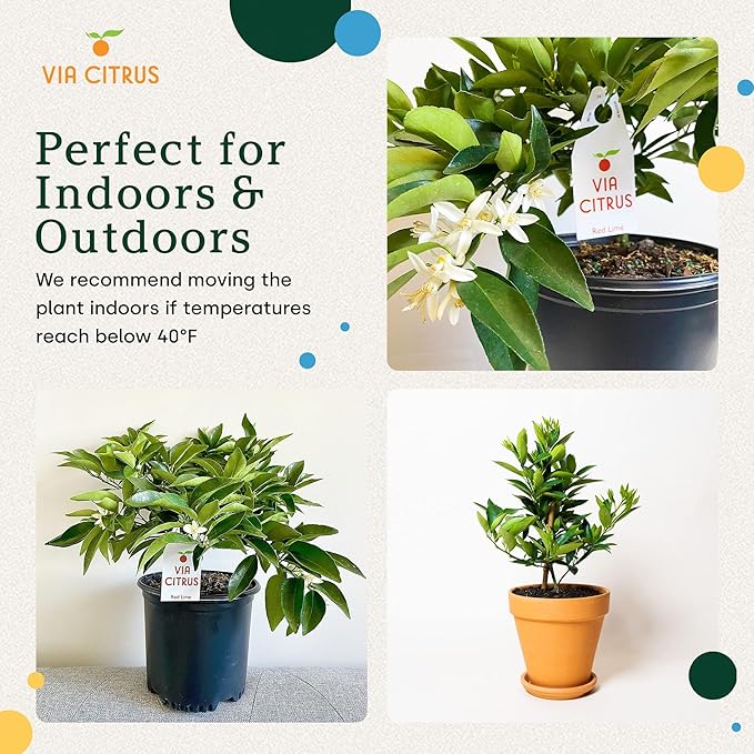Red Lime Live Fruit Trees 13"- 22" Tall Easy Indoor Plants Live Houseplants, No Shipping to CA, AZ,TX,LA - Outdoor Fruit Plants, Easy House Plant, Houseplant for Patio & Outdoor Planting by Via Citrus