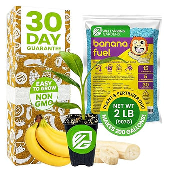 Dwarf Cavendish Banana Plant Tree & Banana Fuel Fertilizer (2lb) Bundle by Wellspring Gardens -Banana Live Plant Tree for Indoor/Outdoor Gardeners -Water Soluble Formulated Plant Food for Healthy Grow