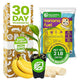 Dwarf Cavendish Banana Plant Tree & Banana Fuel Fertilizer (2lb) Bundle by Wellspring Gardens -Banana Live Plant Tree for Indoor/Outdoor Gardeners -Water Soluble Formulated Plant Food for Healthy Grow