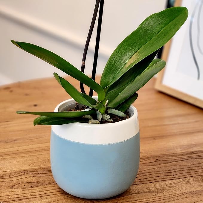 Premium White Live Orchid Plant Blooming in 3.5" Blue & White Orchid Pot, Live Plants, Houseplant Gifts, Approx. 16" Tall, Pet Friendly Houseplants, Phalaenopsis Moth Flower by Plants for Pets