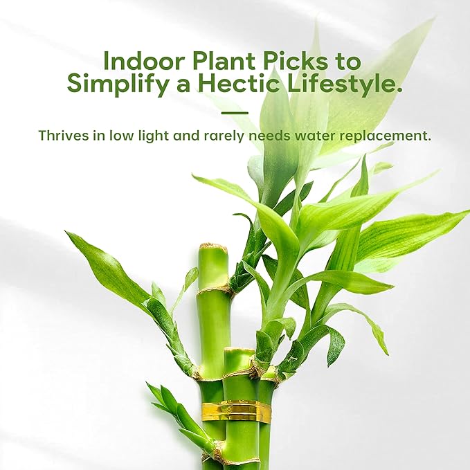 3 Stalks Lucky Bamboo Plants Indoor Live - Multi-Height Set (2x4 & 1x6) for Good Luck & Prosperity - Easy Care Houseplant, Home Office Decor Gift Ready