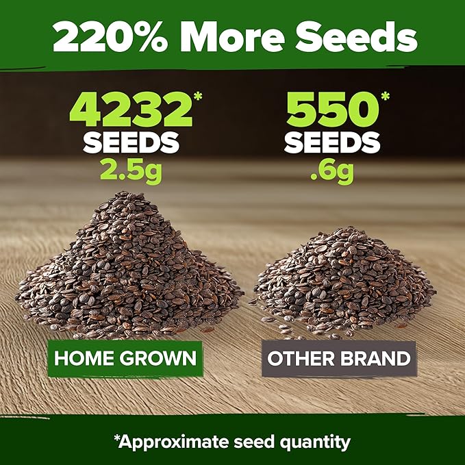HOME GROWN Catnip Seeds (2 Pack) Heirloom Herb 4232 Seeds - Indoor or Outdoor Seed - High-Germination Cat Nip - Cat Safe Plants (Nepeta cataria)