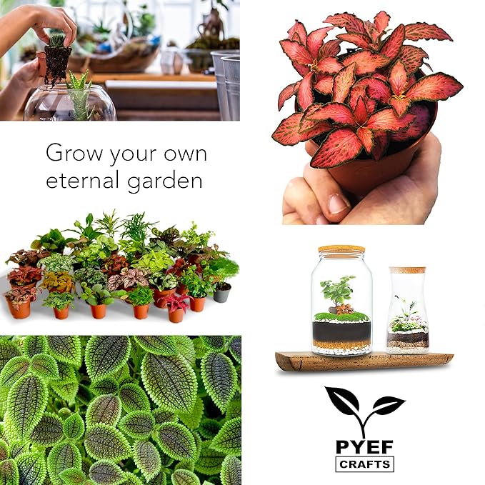 PYEF CRAFTS DIY Terrarium Kit for Plants – Build a Self‑Sustaining Closed Ecosystem – Supplies for Up to 68 oz (1‑2 Liter) Glass Jar – Succulents, Air Plants (Tillandsia), Fern – Jar Not Included