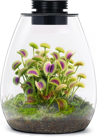 Desktop Glass Terrarium with Grow Light (H:7.8" D:6.7"), for Succulent, Moss, Miniature Gardening Landscape, Betta Fish Tank, Indoor Plant Growth, Office Home Decoration, Plant Lovers Gifts
