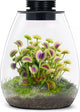 Desktop Glass Terrarium with Grow Light (H:7.8" D:6.7"), for Succulent, Moss, Miniature Gardening Landscape, Betta Fish Tank, Indoor Plant Growth, Office Home Decoration, Plant Lovers Gifts
