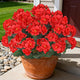 Artificial Flowers for Outdoors, 6 Bundles Realistic Silk Fake Red Geraniums, UV Resistant Faux Flowers for Planters, Hanging Baskets, Window Boxes, Porch, Patio Valentine's Day Decor